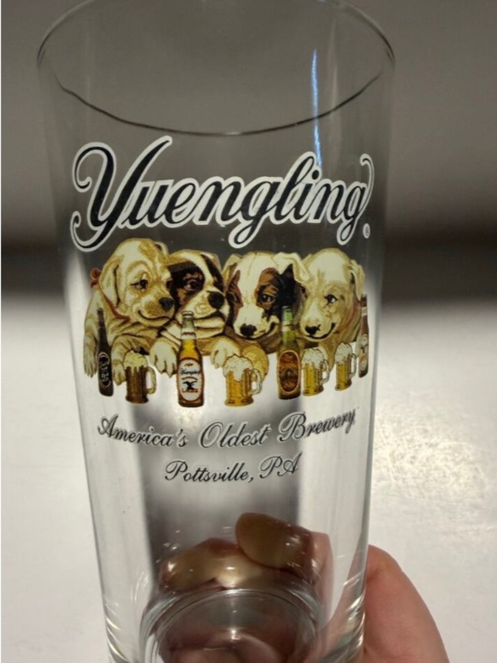 Yuengling Puppies Pint Glass - White and Gold Puppy Artwork